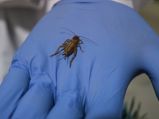 New Research Project Explores Insect Protein Processing for Sustainable Food Solutions