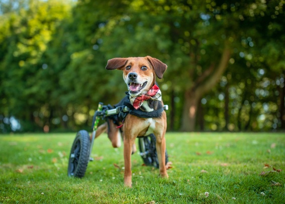 犬用動物用車椅子 - Walkin' Wheels® MEDIUM - Walkin' Pets 犬用動物用車椅子 - Walkin' Wheels® MEDIUM - Walkin' Pets