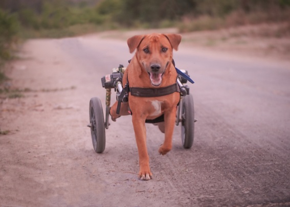 犬用動物用車椅子 - Walkin' Wheels® MEDIUM - Walkin' Pets 犬用動物用車椅子 - Walkin' Wheels® MEDIUM - Walkin' Pets
