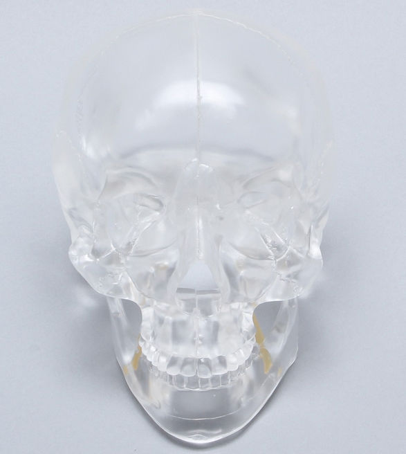 頭蓋骨の解剖模型 - 1345-4-1 - Sawbones/Pacific Research Labs
