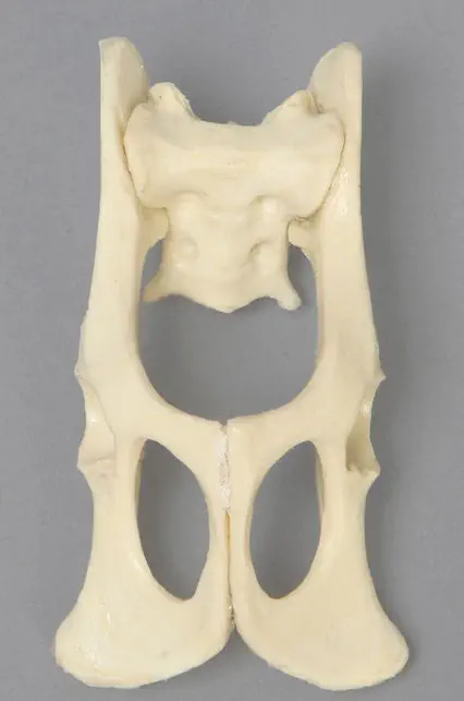 骨盤の解剖模型 - 2723 - Sawbones/Pacific Research Labs