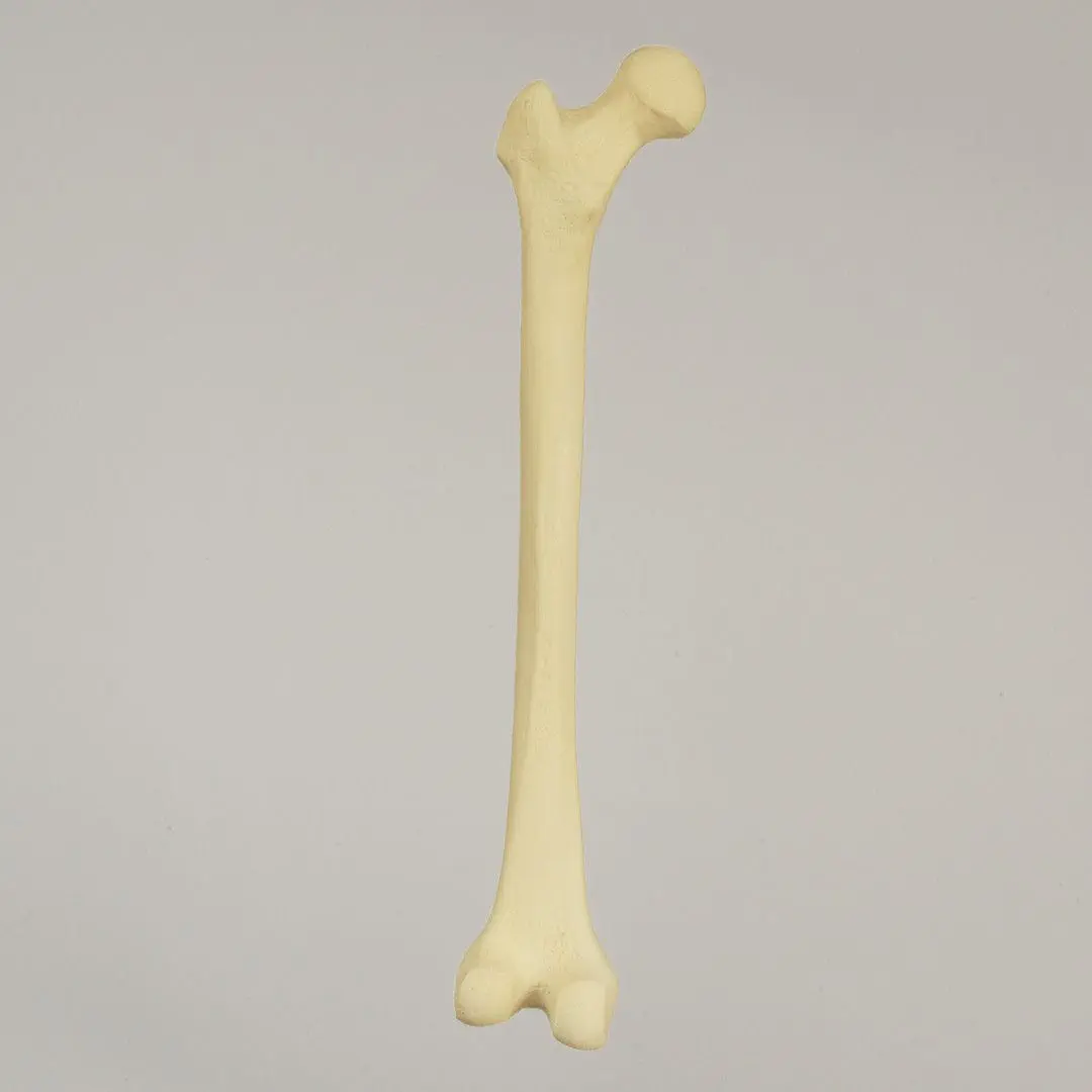 レア！ キリン ★ 大腿骨（femur leg bone） 大腿骨の解剖模型 - 1100 - Sawbones/Pacific Research Labs - 実習用