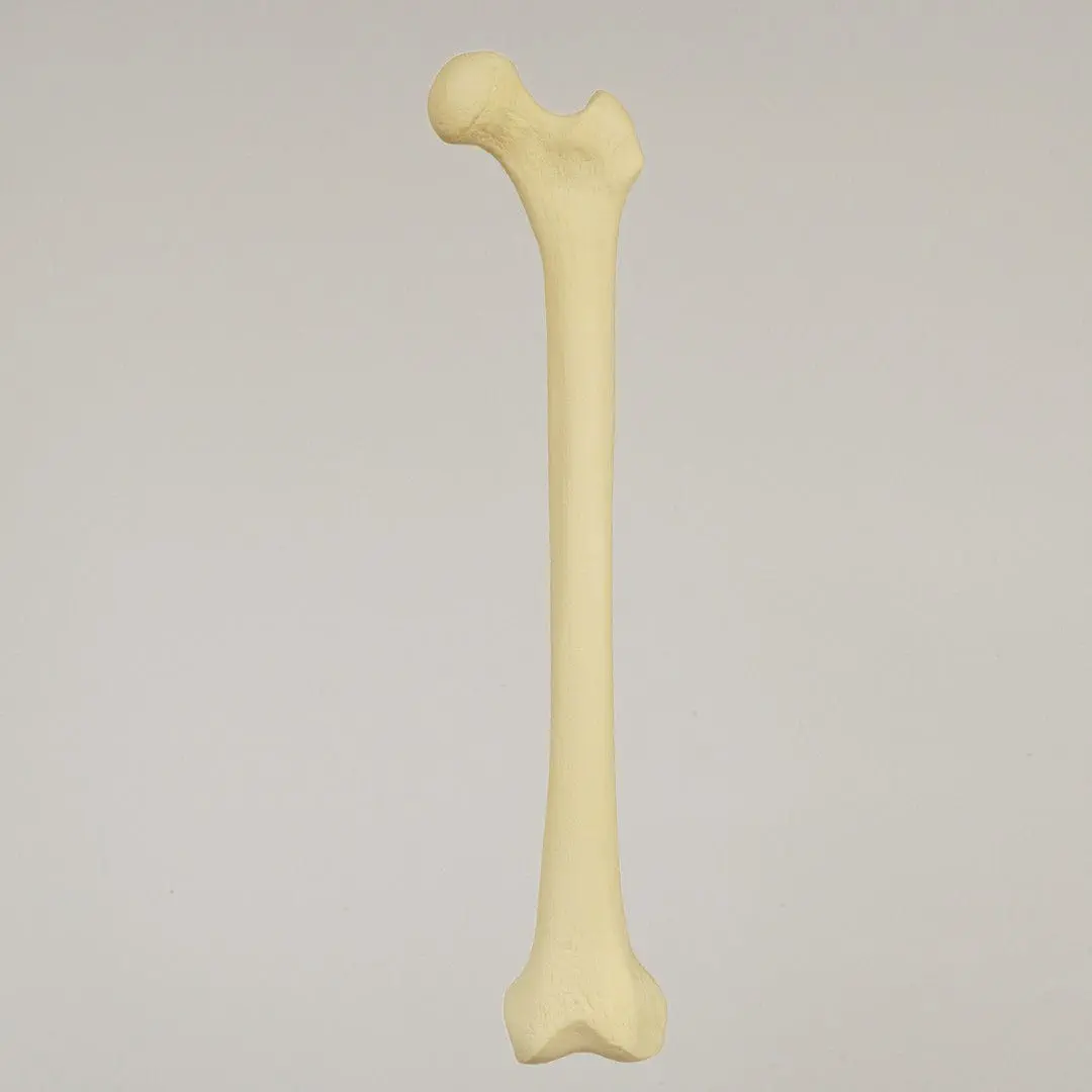 レア！ キリン ★ 大腿骨（femur leg bone） 103604-13059103.webp