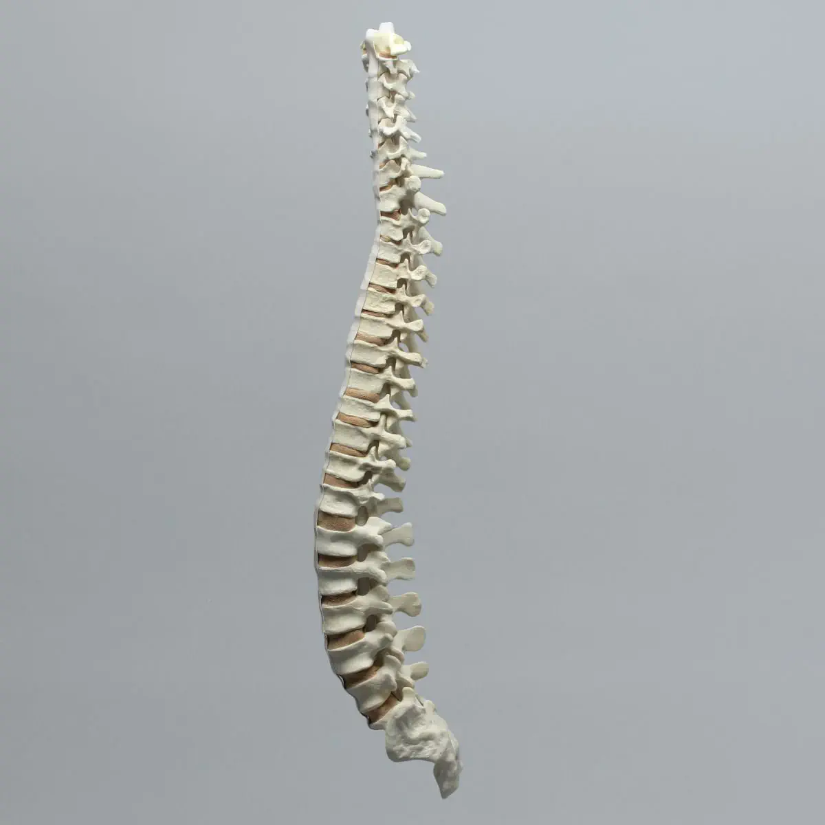 脊柱の解剖模型 - 1323-40 - Sawbones/Pacific Research Labs