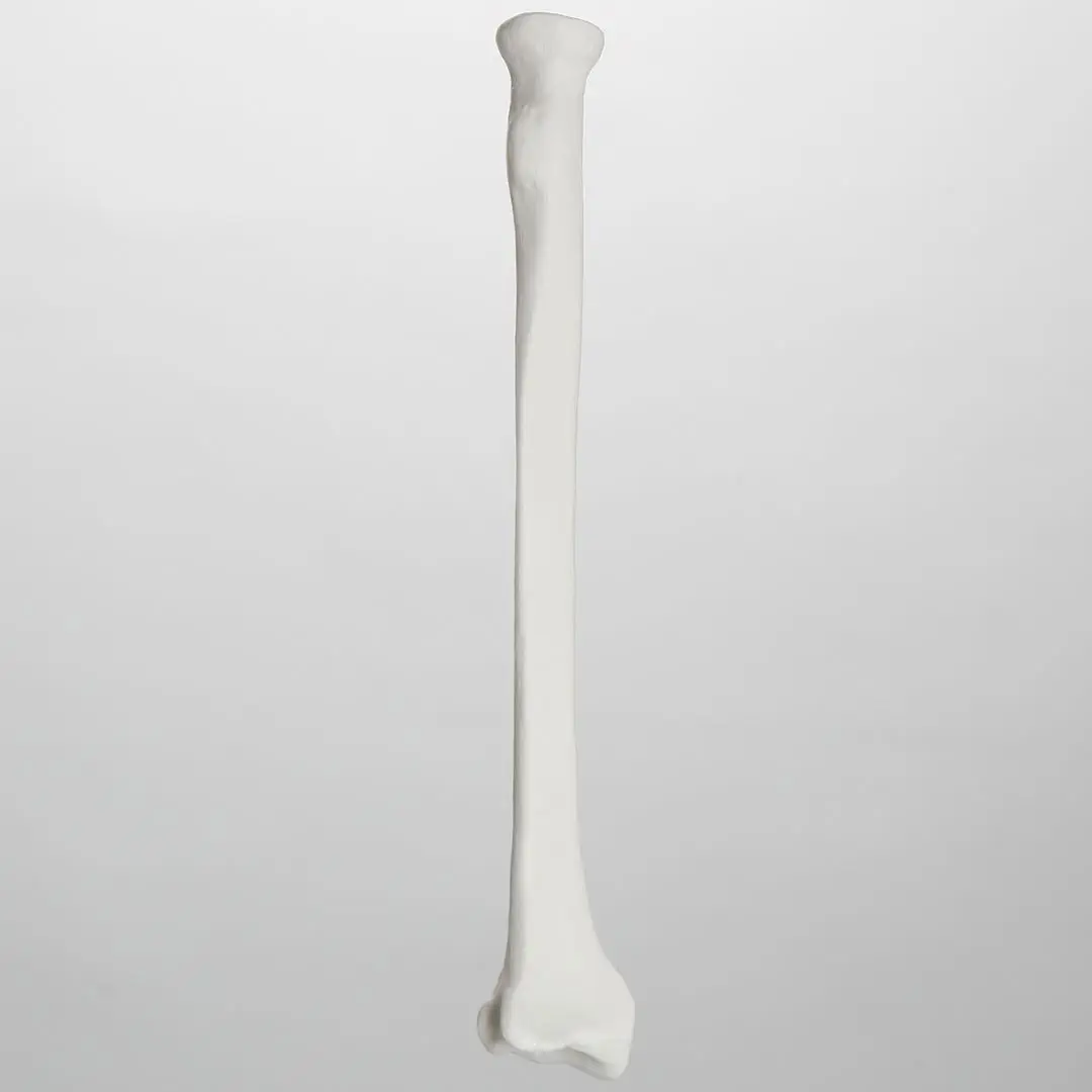 骨 103604-17756425.webp