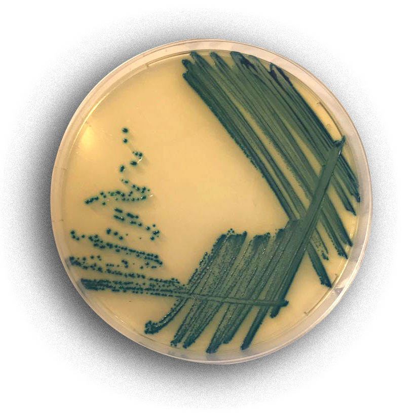 肺炎桿菌(KPC)