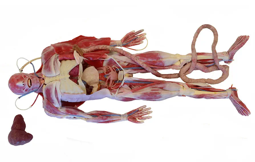 手術用解剖模型 - 101600 - SynDaver Labs - 体の / 骨格の / 心臓の