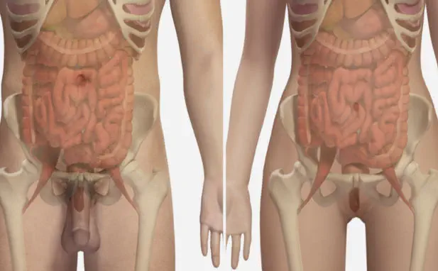 解剖学シミュレーションモジュール Urinary And Reproductive Systems Simtics X線撮影用 女性用 男性用