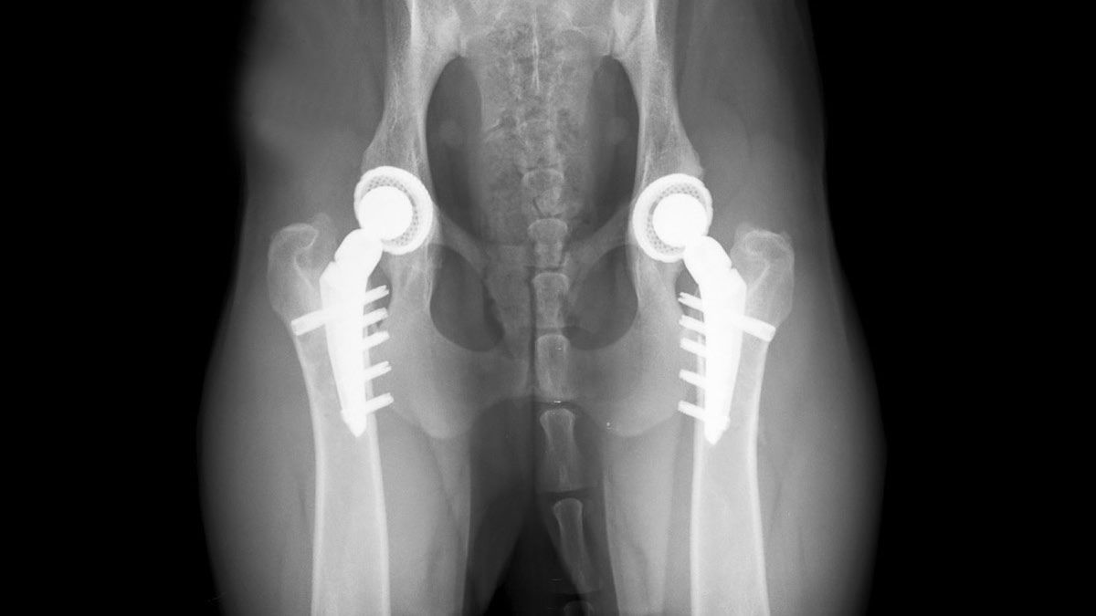 セメントレス動物用人工腰 - Zurich THR - KYON - 人工股関節全置換術