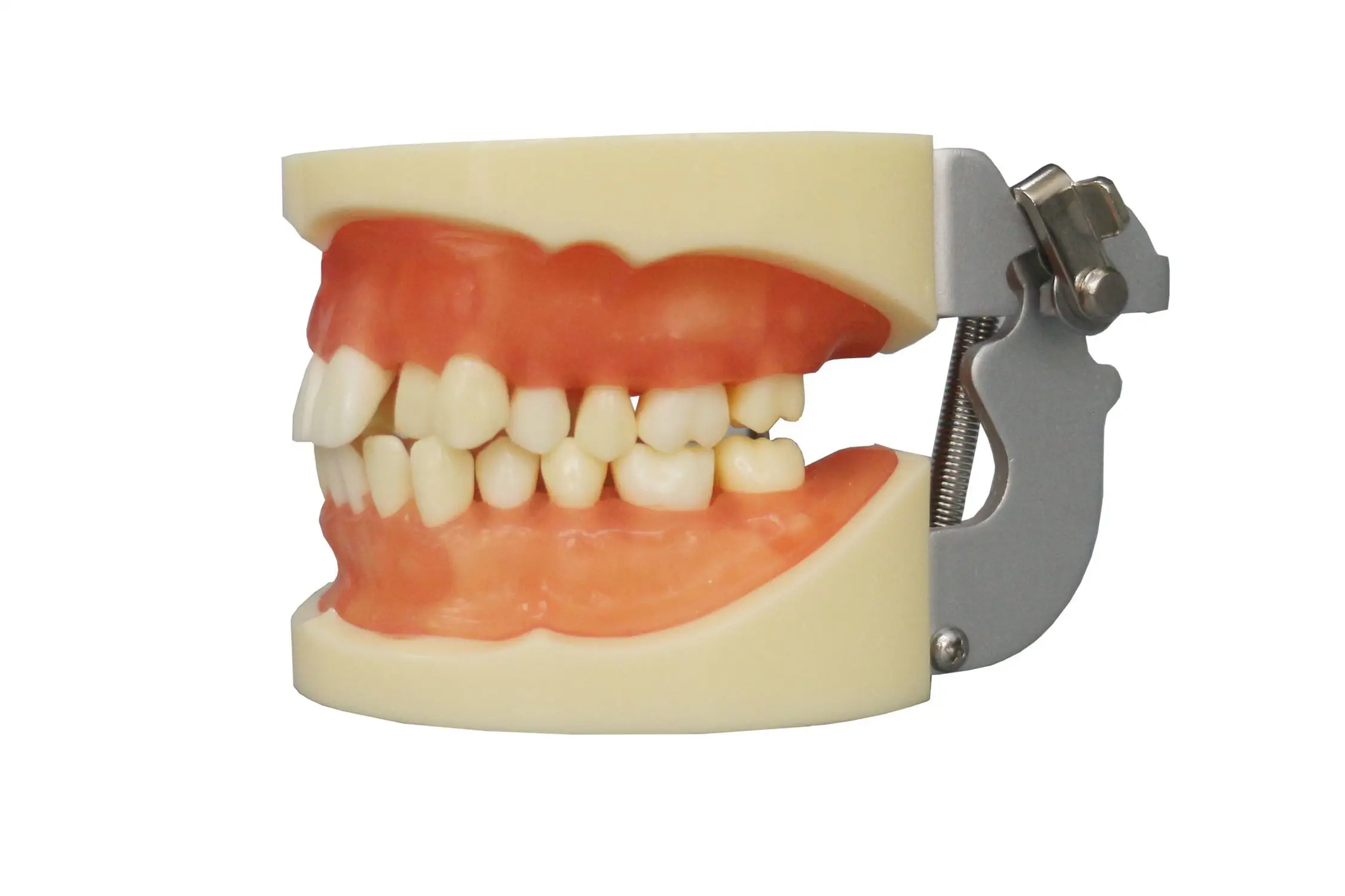 歯の解剖模型 - JG-Y9 - FOSHAN JINGLE MEDICAL EQUIPMENT CO., LTD