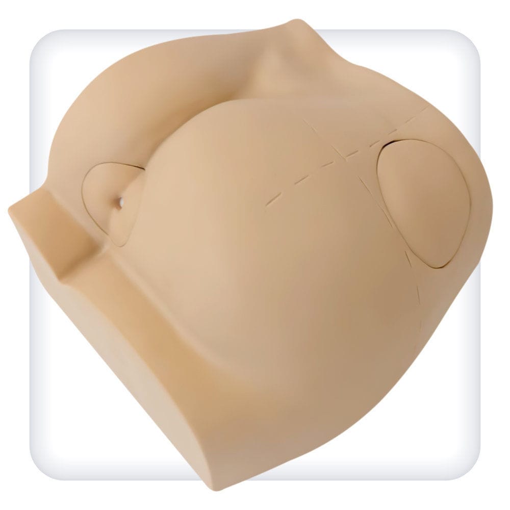 臀部の解剖模型 - M1006 - SATC solution - お尻 / 胴体の / 肛門