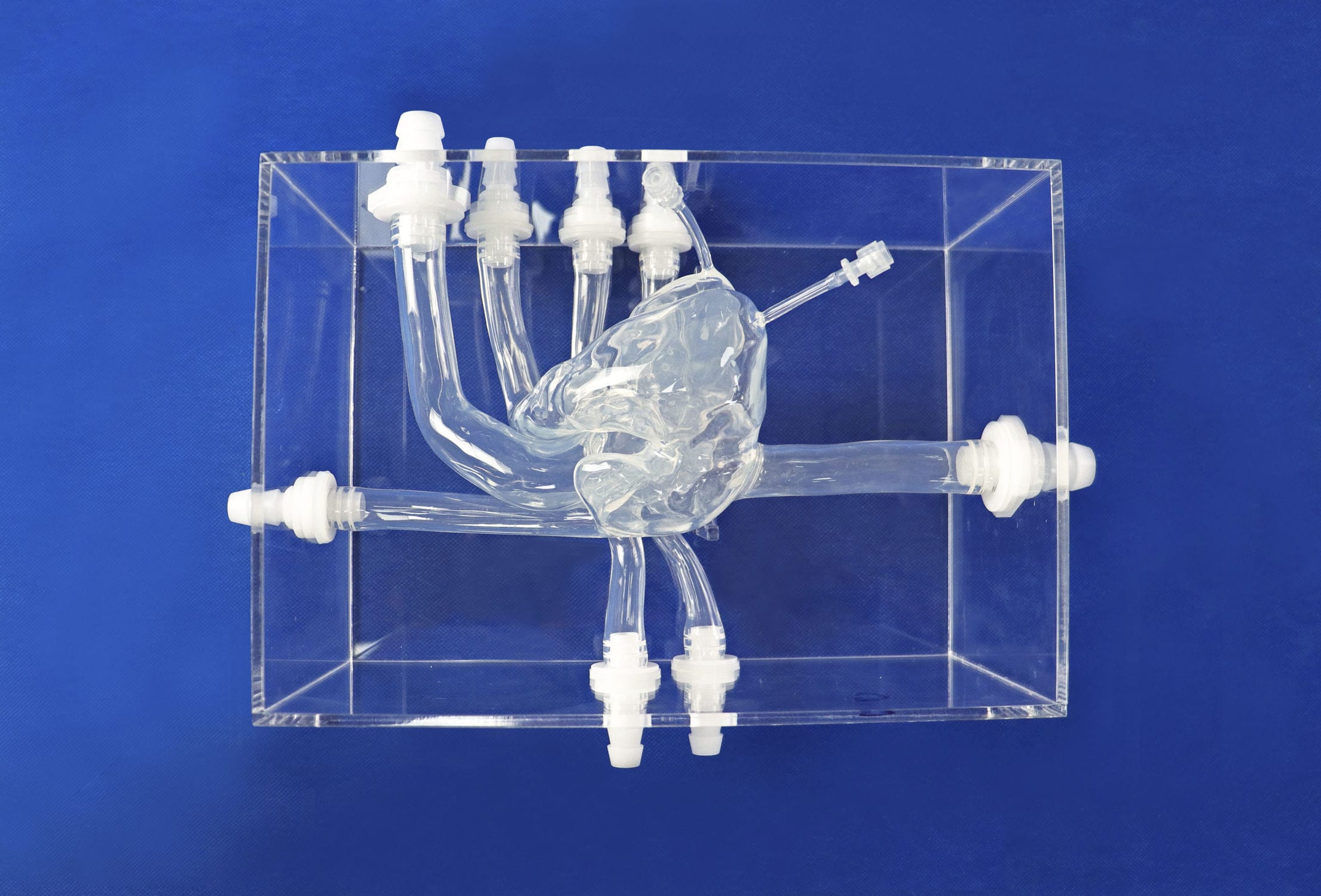 心臓の血管模型 - XXK002DJ-1 - Trando 3D Medical Technology