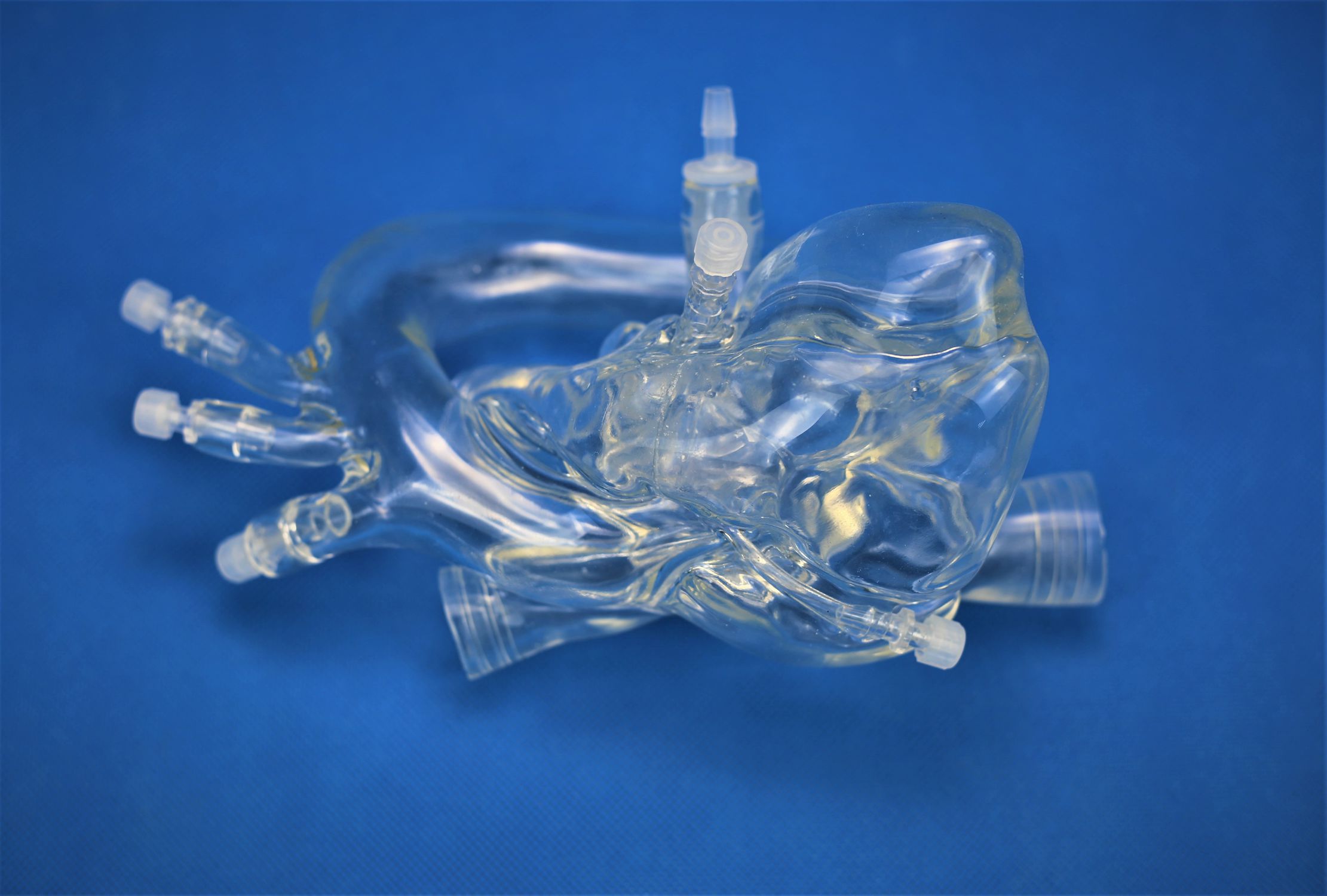 心臓の血管模型 - PLXZXG004A - Shanghai Preclinic Medtech - 動脈の