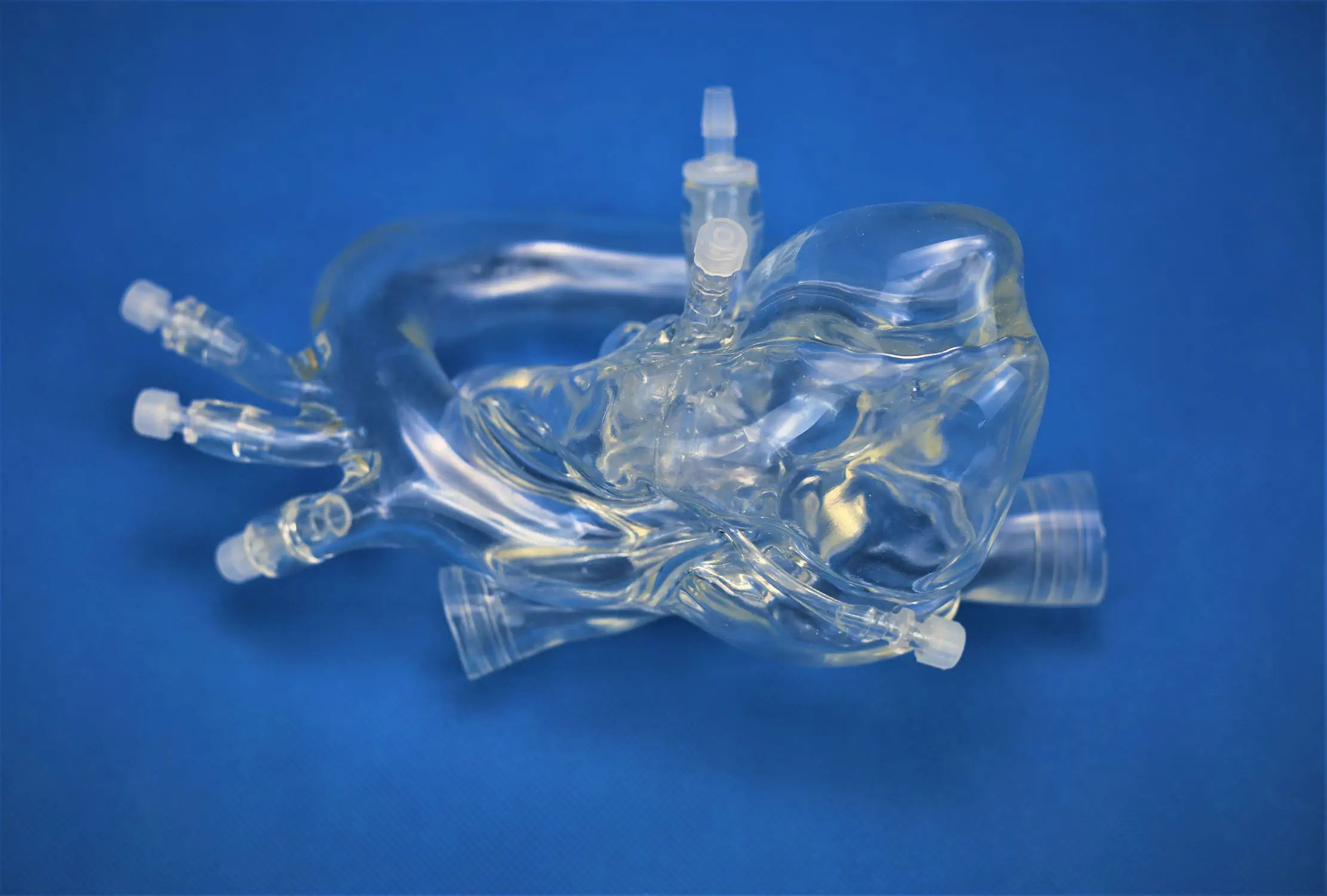 心臓の血管模型 - PLXZXG004A - Shanghai Preclinic Medtech - 動脈の