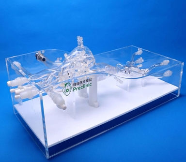 心臓の血管模型 - PLXZXG004A - Shanghai Preclinic Medtech - 動脈の