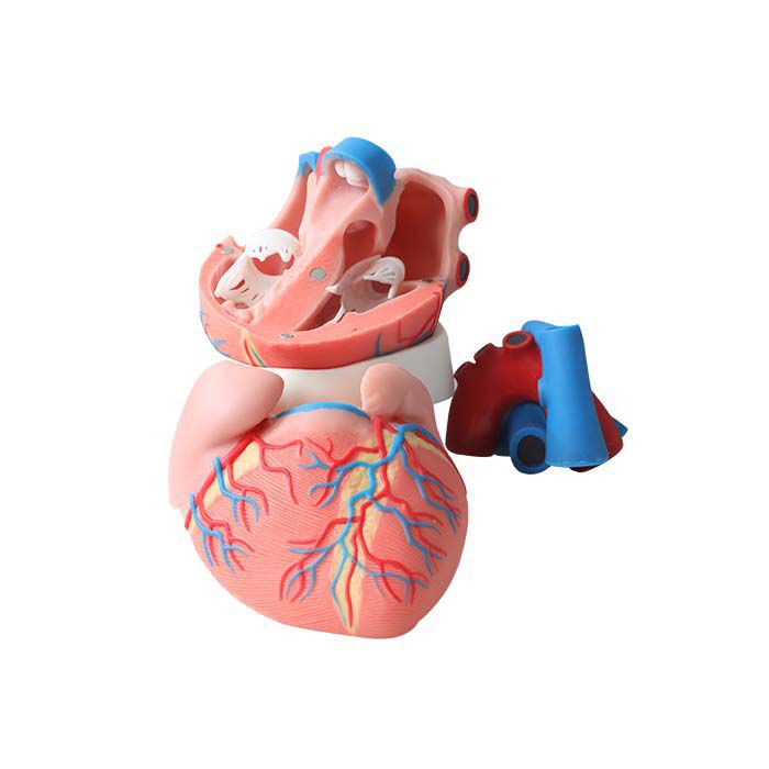 心臓の解剖模型 - CS 01 - MeiWo Science - 実習用 / ハイドロゲル