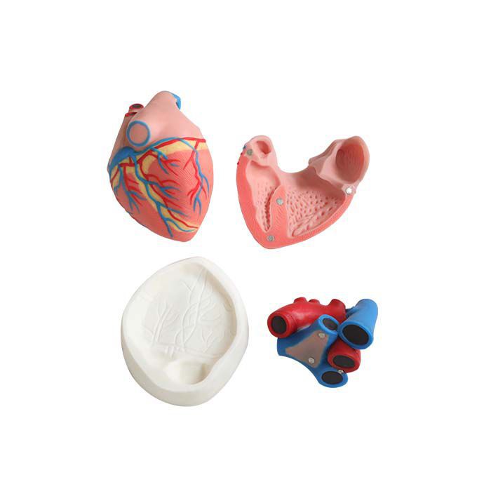 BAYER YAKUHIN LTD 心臓模型 1978年製 BAYER YAKUHIN LTD 心臓