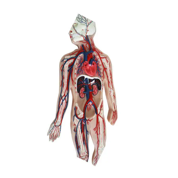 BAYER YAKUHIN LTD 心臓模型 1978年製 BAYER YAKUHIN LTD 心臓模型 1978年製