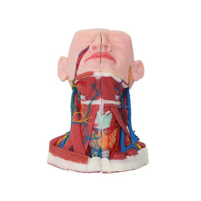 首用解剖模型 - TA 07 - MeiWo Science - 実習用 / 神経付 / 筋肉組織