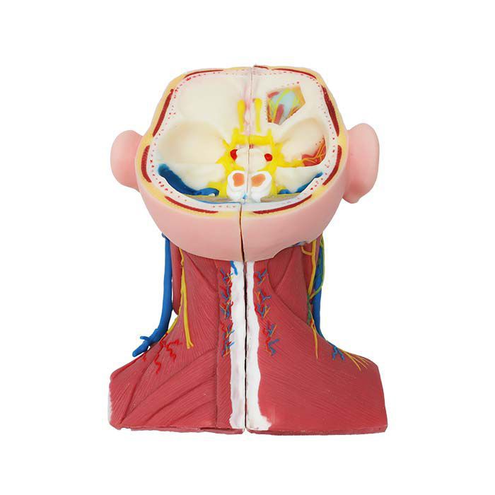 首用解剖模型 - TA 07 - MeiWo Science - 実習用 / 神経付 / 筋肉組織