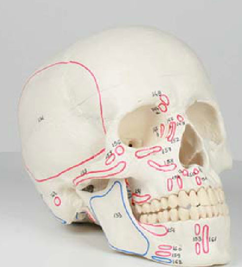 頭蓋骨の解剖模型 - 4509 - Erler-Zimmer - 実習用 / 関節付き / 筋肉