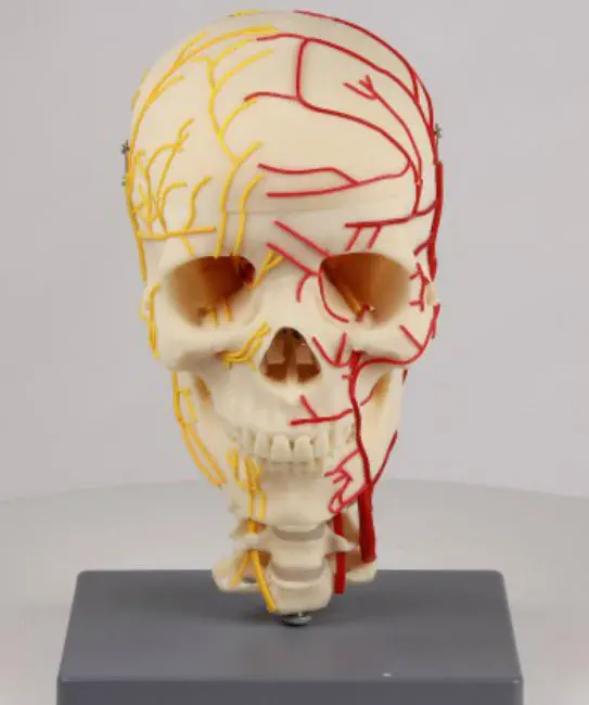 頭蓋骨の解剖模型 - 4516 - Erler-Zimmer - 実習用 / 超小型