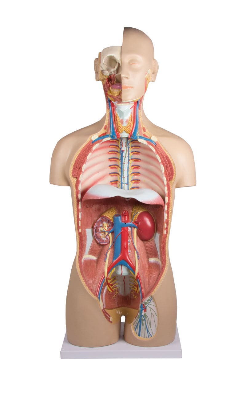 胴体の解剖模型 - B235 - Erler-Zimmer - 医療訓練用 / デュアル性別