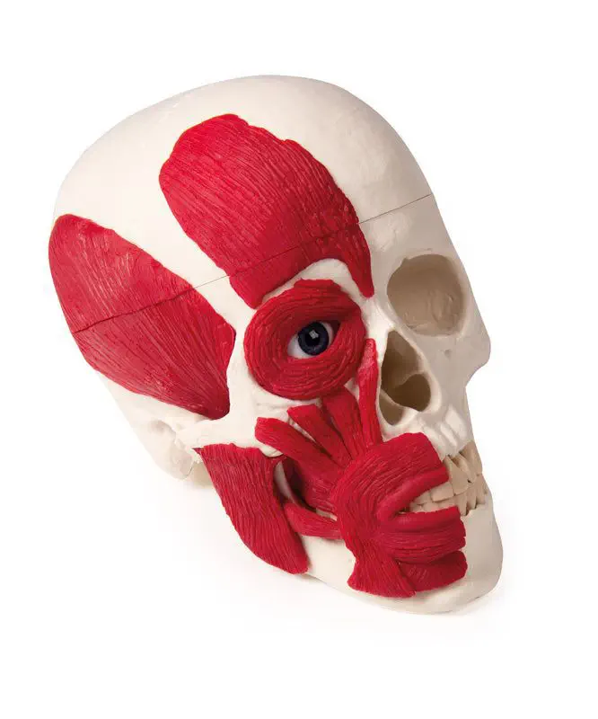 頭蓋骨の解剖模型 - 4514 - Erler-Zimmer - 実習用 / 筋肉組織