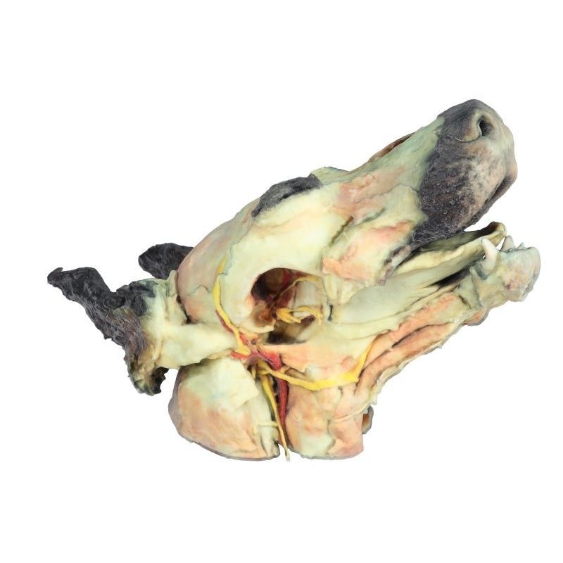 頭部模型 解剖学的構造 頭部解剖モデル HEAD Anatomy Model（人体解剖模型・立体パズル
