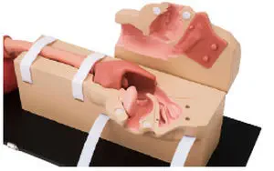 医療訓練用シミュレーター - LM-103 - KOKEN - 内視鏡検査 / 胃カメラ