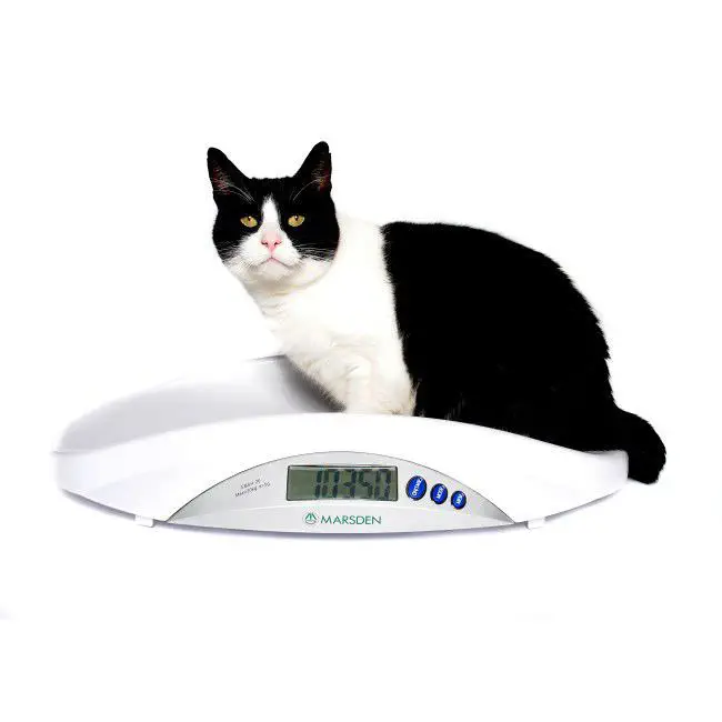 デジタル動物用体重計 - V-22 - Marsden Weighing Machine Group