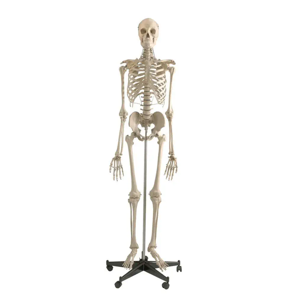 骨格の解剖模型 - A200 - RÜDIGER - ANATOMIE - 頭蓋骨の / 下顎骨の 