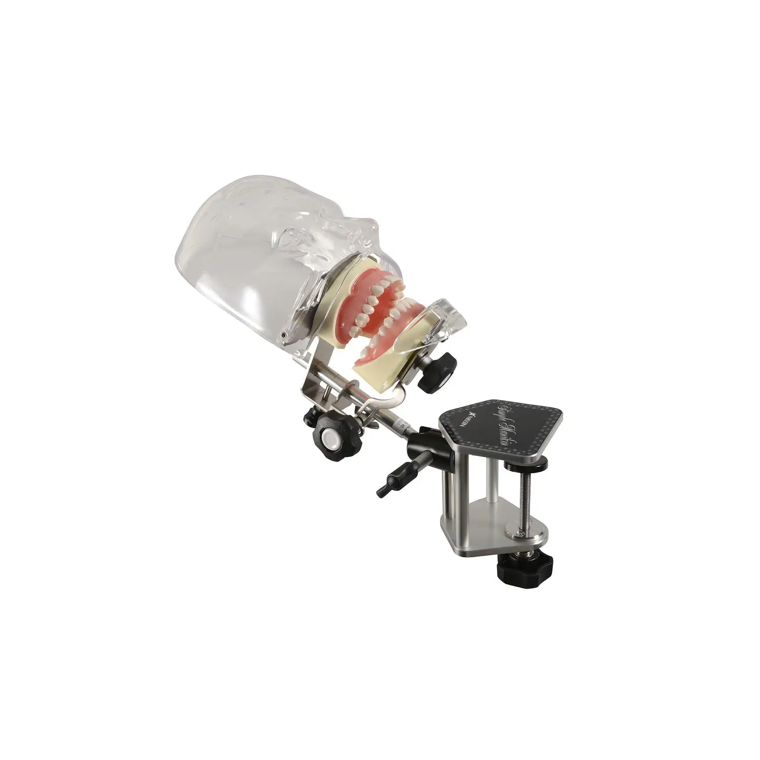 歯科医療模型 歯科用解剖模型 - Demonstrations- & Studienmodelle - Morita - デモ用