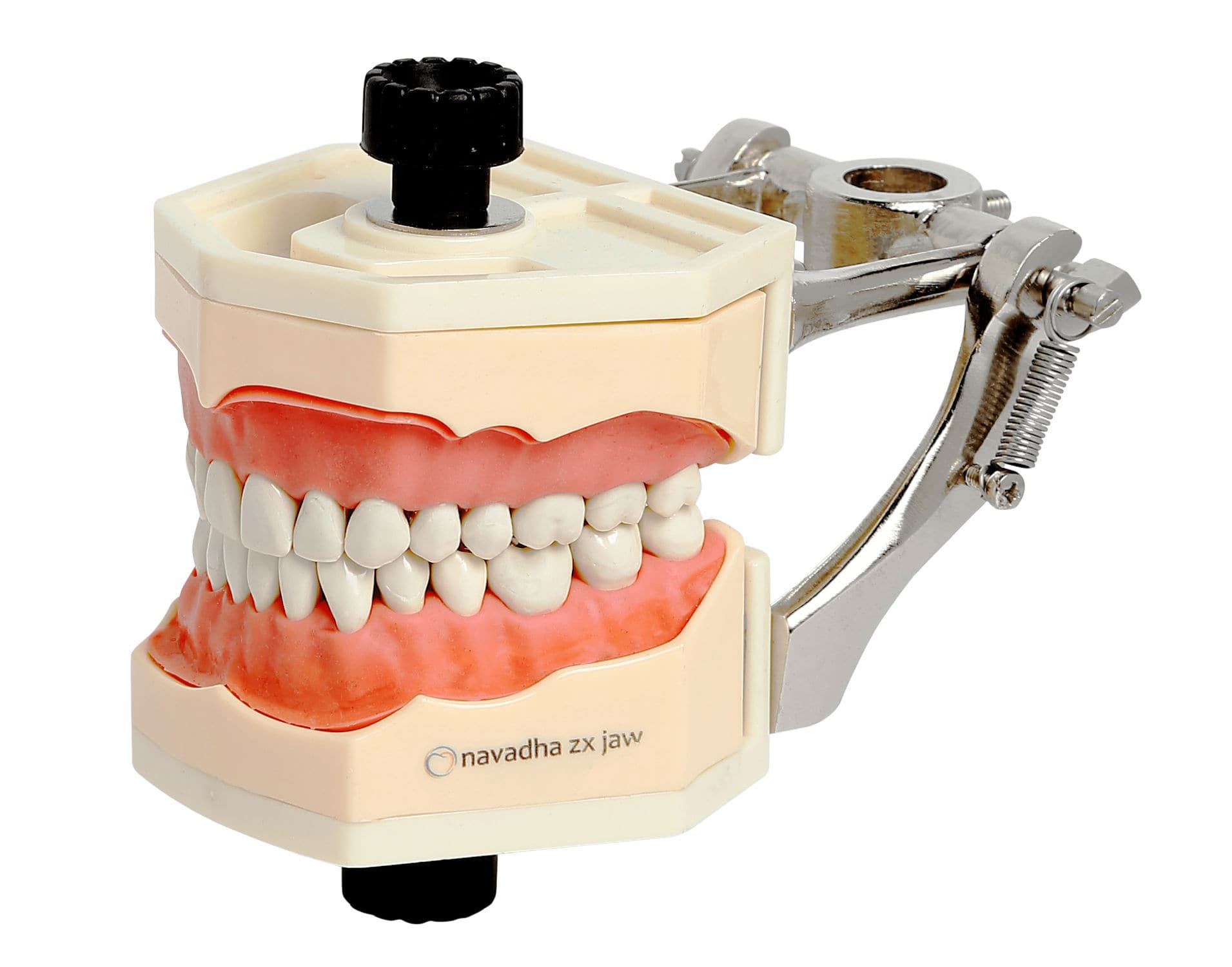 顎の解剖模型 - NA214 - Navadha Enterprises - 歯並び用 / 歯科治療