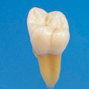 歯の解剖模型 - B3-305 - Nissin Dental Products Inc. - 医療訓練用