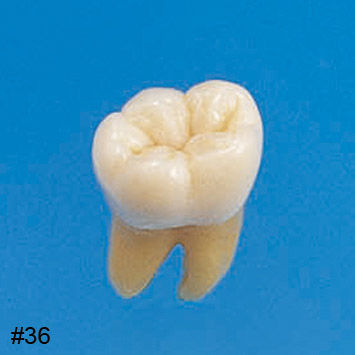 歯の解剖模型 - B3-305 - Nissin Dental Products Inc. - 医療訓練用