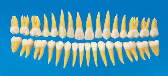 歯の解剖模型 - B3-305 - Nissin Dental Products Inc. - 医療訓練用