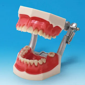 NISSIN DENTAL MODEL 可動式上下顎模型 補綴修復用顎模型 (NISSIN DENTAL MODEL) (D16FE-500A(GSF)-QF)