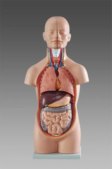 心臓の解剖模型 - Wellden International Inc. - 頭の / 胴体の