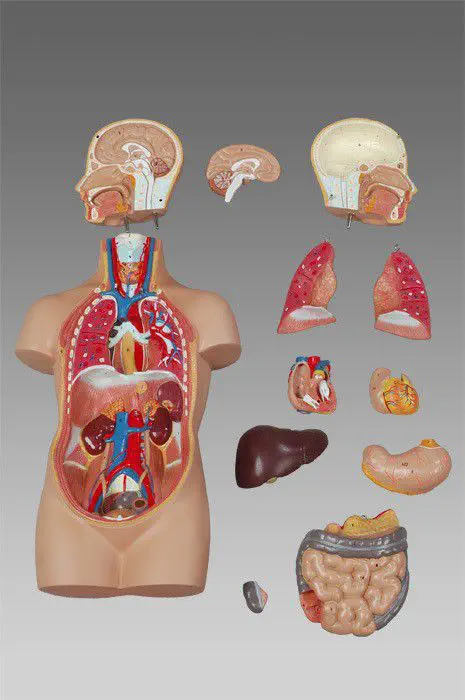心臓の解剖模型 - Wellden International Inc. - 頭の / 胴体の