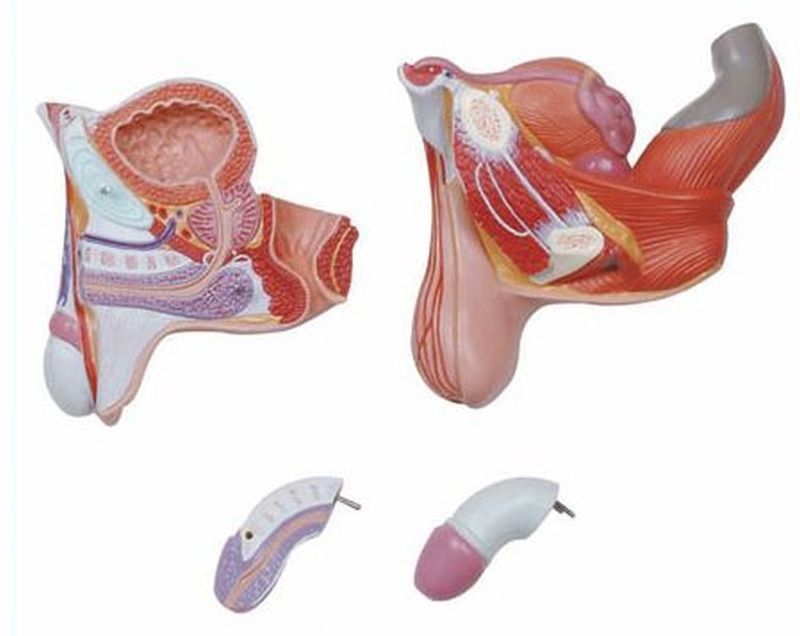 ヴィンテージ 解剖器 13点セット ケニス 新品 解剖 【公式通販】