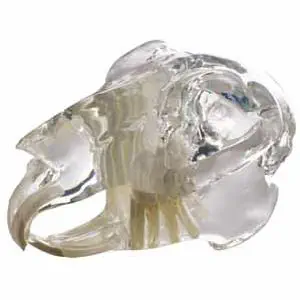 【極美品/絶版】頭蓋縫合 分析・形態学・マニピュレーション マーク・G・ピック 79764-10230928.webp