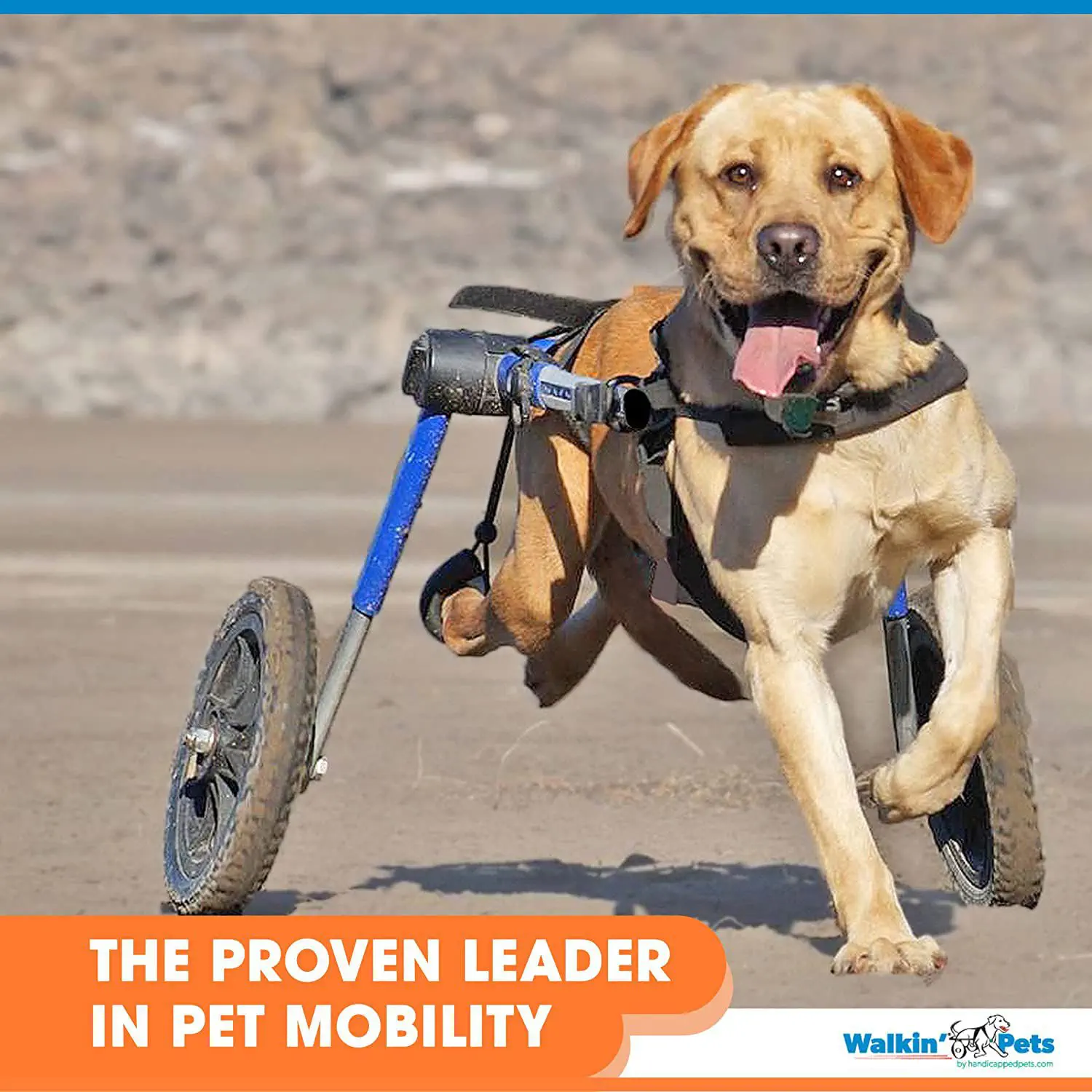 犬用動物用車椅子 - Walkin' Wheels® LARGE - Walkin' Pets