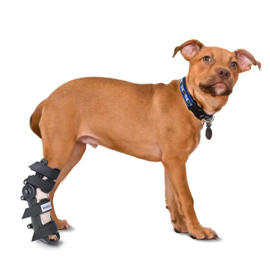 ブリンブリン　犬用 Amazon | Bling Diamond ドッグチェーンカラー 安全なバックル