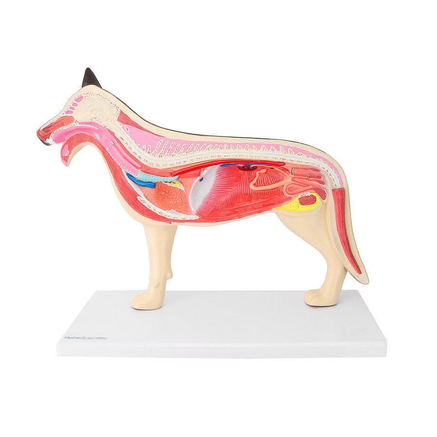 イヌのフィラリア付心臓の模型 新品 獣医模型 イヌの心臓（フィラリア） - 頭骨・骨格標本