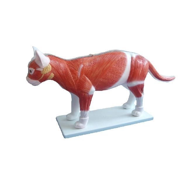 新品未使用】Elenco 猫の全身骨格模型 全身用解剖模型 - YA/B027 - Yuan