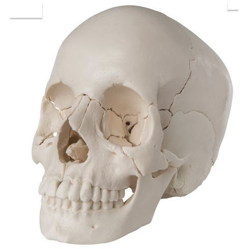 骨の解剖模型 - SK29 - Denoyer-Geppert - 頭蓋骨の / 鼻 / 側頭