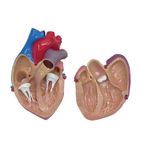 心臓の解剖模型 - 2500 - GPI Anatomicals - 大静脈の / 心肺