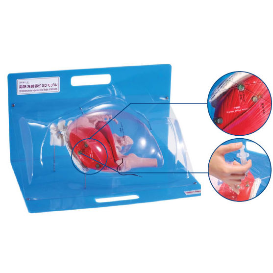 1973年製　臀部（お尻）の医療模型　医療機関用　米国薬品メーカの非売品 6b785965d6756a3f975c9a75e309b4