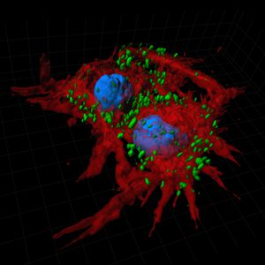 分析ソフト / 3D ヴィジュアリゼーション / デジタル顕微鏡用 / 分子生物学用